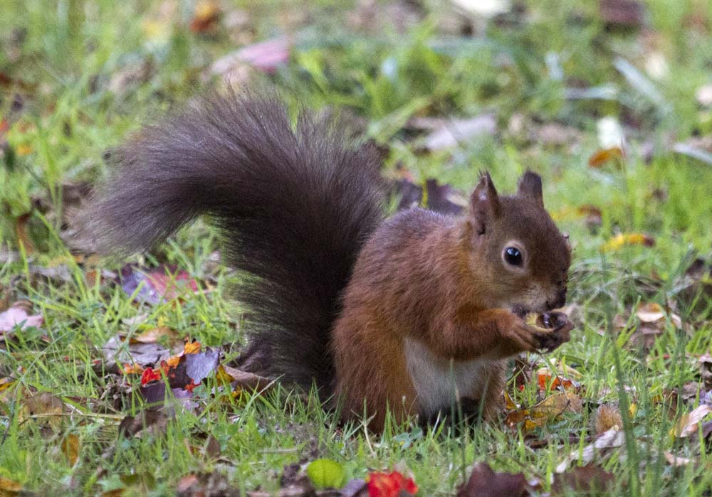 red squirrel at Brownsea Island